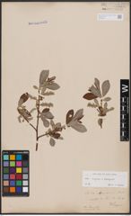 Foto von Salix caprea L. x Salix eleagnos Scop.